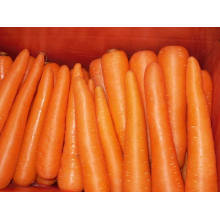 Nova Crop Fresh Carrot (2L)